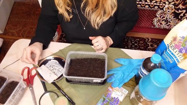 Как улучшить всхожесть лаванды. смотреть онлайн