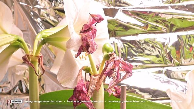 Was tun, wenn Amaryllis verblüht? Erfahren Sie hier! смотреть онлайн