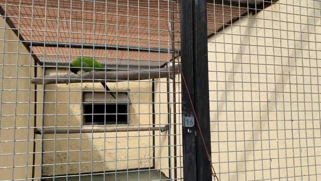 Birds Park “Vorobi”_Biggest Park of Birds in Russia| Парк птиц «Воробьи»_Часть_3_Самый крупный парк смотреть онлайн