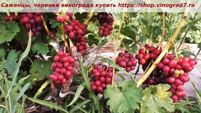 Пузенко Наталья Лариасовна, виноград для всех