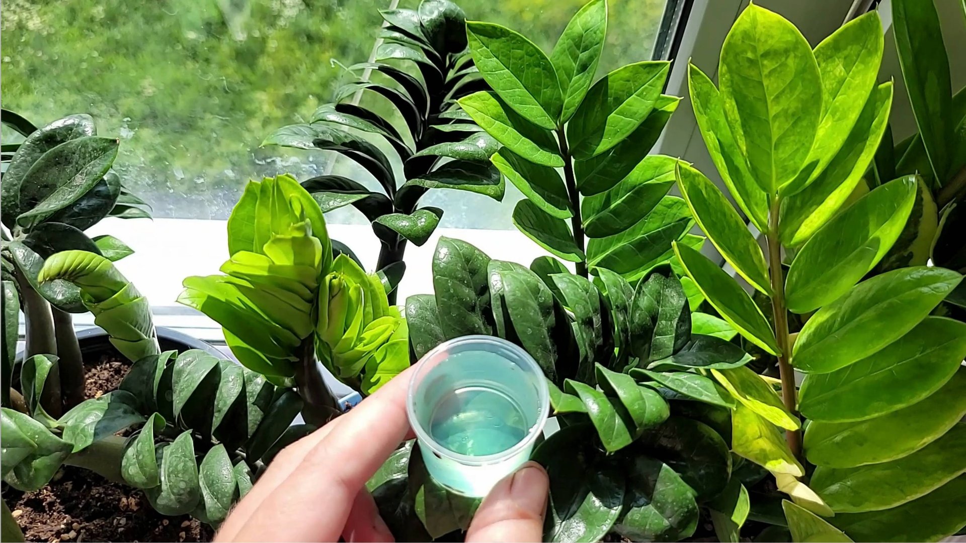 Волшебный ЭЛИКСИР для ЗАМИОКУЛЬКАСА и даже дохлый цветок выдаст МОЩНЫЕ ЗДОРОВЫЕ ЛИСТЬЯ! смотреть онлайн