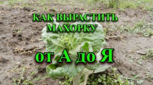 Как вырастить махорку