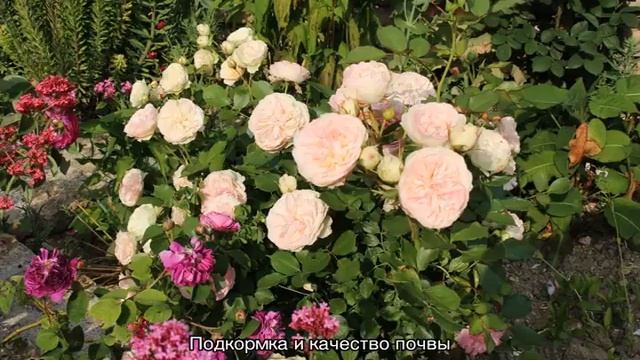 Роза Пастелла (Pastella) — описание обильноцветущего сорта смотреть онлайн