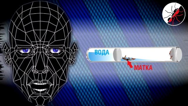 Муравьи. Чем опасны зимние пересылки? Эксперимент. смотреть онлайн