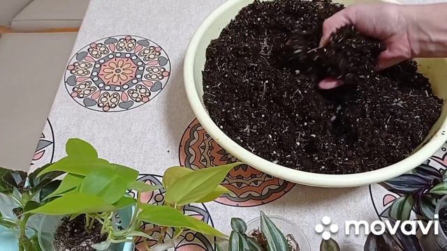 Комнатные цветы в ноябре. Будни цветовода. смотреть онлайн