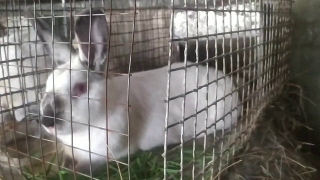 Неожиданное чудо?. Грибы коровники вред или польза ? смотреть онлайн