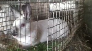 Неожиданное чудо?. Грибы коровники вред или польза ?