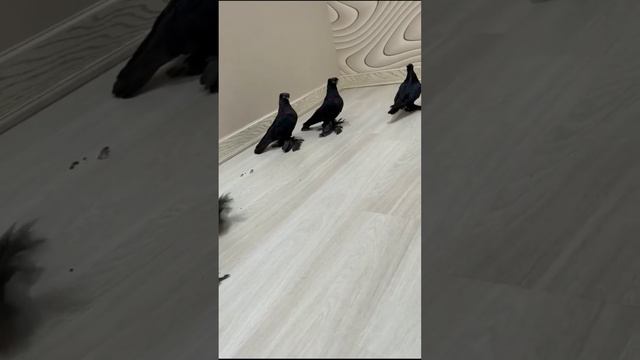 Голубеводство это большой бизнес. Двухчубые голуби. Tauben. Pigeons. Palomas. Pombos. 비둘기.