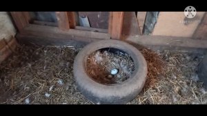 Как снять утку-наседку с гнезда// 2 утки в одном гнезде