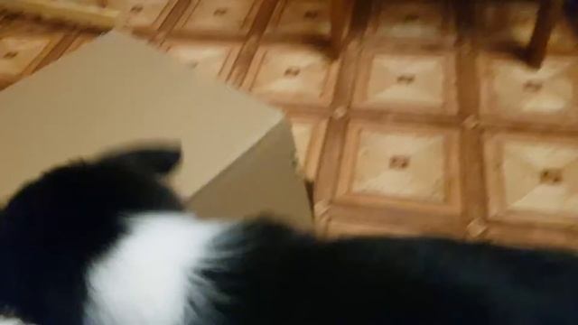Воспоминания с детства* Бордер колли* щенок 2 месяца* Border Collie puppy 2 months??? смотреть онлайн