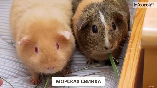 Животные живого уголка | Окружающий мир 2 класс #46 | Инфоурок смотреть онлайн