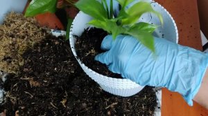 Спатифиллум (женское счастье) и Антуриум (мужское счастье). Групповая посадка #спатифиллум #антуриу