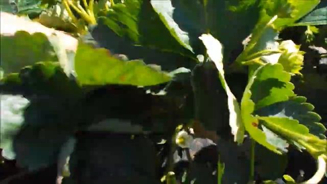 Мои новинки клубники НСД в 2023 году. Ксанте, Сизож, Анабель, Аудж, Гурмандин смотреть онлайн