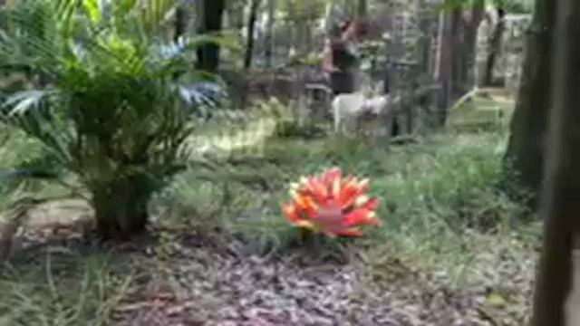 Pharaoh the White Serval is getting Thanksgiving enrichment! BigCatRescue.org/tuesday смотреть онлайн