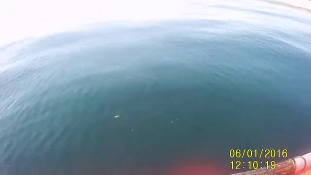 камбала и минтай остров русский владивосток 28.05.2017 смотреть онлайн