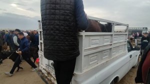 СКОТНЫЙ РЫНОК