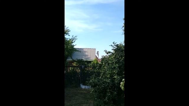 Соседи по даче вырезают две красивые Ели. Шок контент c дачи. смотреть онлайн