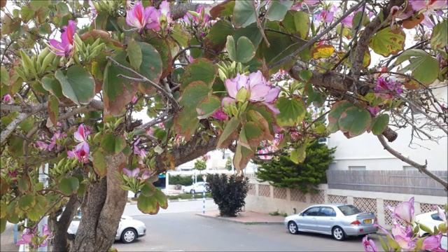 #Баухиния,#орхидейное #дерево.#Ашдод.#Израиль.#Israel. смотреть онлайн