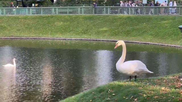 Гуляем по Питеру ?️ Летний, Таврический сад ? смотреть онлайн