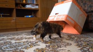 РОЗЫГРЫШ НАД КОТАМИ! НОВЫЕ ПРИКОЛЫ для пары КОТ Малыш и КОШЕЧКА ! 6 СМЕШНЫХ ПРАНКОВ над друзьями