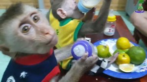 Monkey Baby Moon to visit Sam & Asher jr