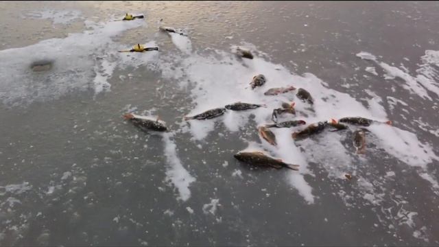 Подлёдная ловля окуня в ХМАО. Зимний сезон 2016 смотреть онлайн