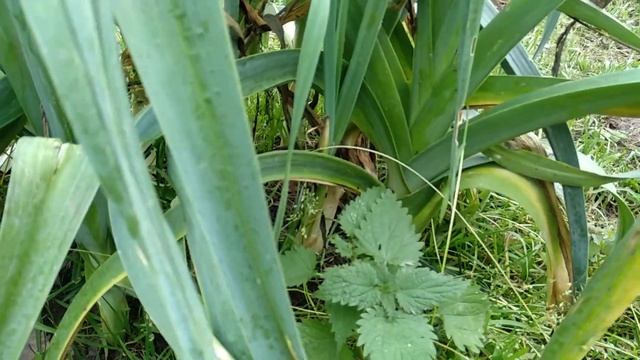 Лук порей. Ленинградская область. смотреть онлайн