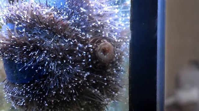 Ежик глобус смотреть онлайн