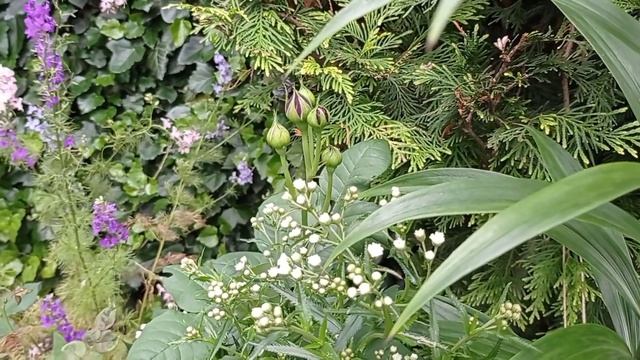 С чем сочетать розы? Роза в садовом ландшафтном дизайне. смотреть онлайн