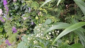 С чем сочетать розы? Роза в садовом ландшафтном дизайне.