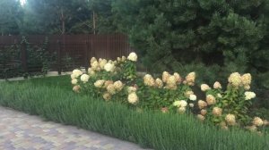 3 простые композиции с использованием хвойных растений.  Советы ландшафтного дизайнера.