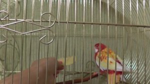 Попугай розелла. Что может усложнить приручение. Ошибки, трудности в приручении попугаев.