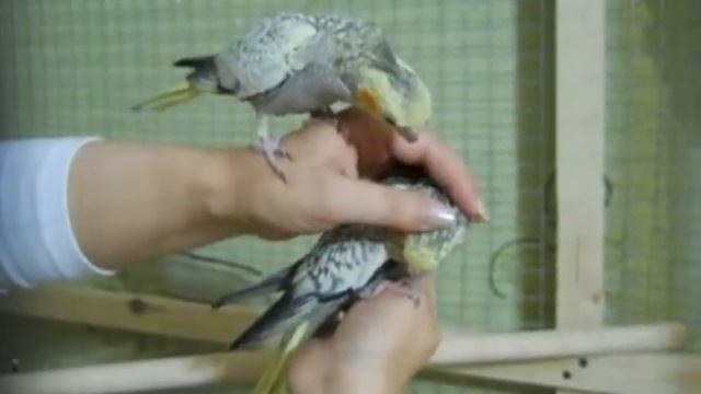 И меня почесать! Доверие попугая. Как погладить попугая. Птенцы корелл - 3 мес. смотреть онлайн