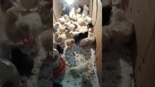 Кормления цыплят белками смотреть онлайн