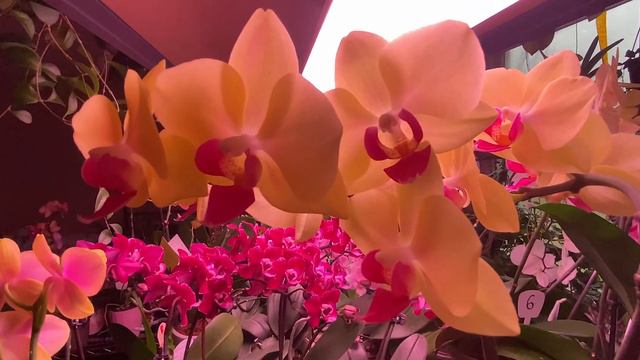 My Orchid Bloomed Unusually!!! смотреть онлайн