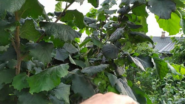 ФУНДУК . Селекція Бадалова 🤫😉 смотреть онлайн