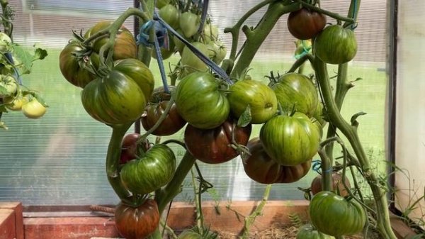 Томат Амурский тигр розовый завалит урожаем и не только... Tomato Amur tiger pink