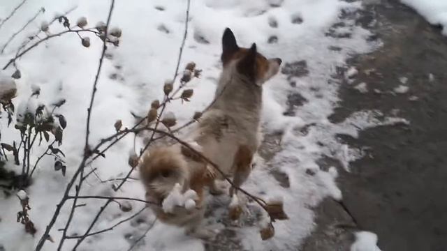 Хати и Чапа. Друзья и братья. смотреть онлайн
