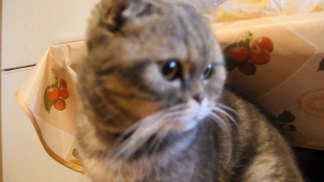 мопсы фиона первые дни после родов смотреть онлайн