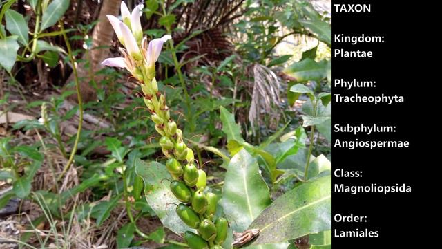 Holly mangrove (Acanthus ilicifolius) смотреть онлайн