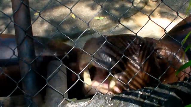 Паттайя 2013. Часть 2 смотреть онлайн