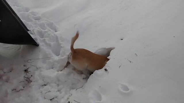 Jack Russell/Chihuahua goes hunting in snow смотреть онлайн
