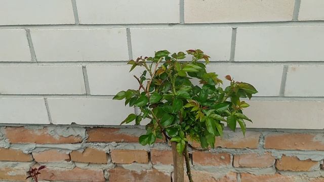 Часть 2. Наилучшее средство от тли на скорую руку. Результат обработки розы от тли. смотреть онлайн