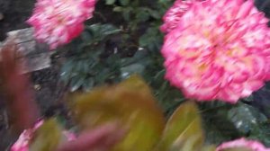 Роза Кордес Юбилей на второе лето. Июль. 2021г.