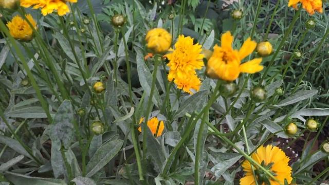 Tagetes erecta (African Marigold) Blooming In Garden #tagetes #erecta #marigold #gardening смотреть онлайн