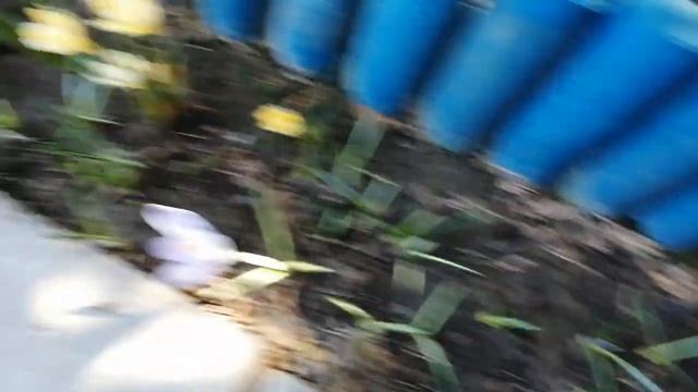 Kasztanowiec australijski (Castanospermum australe) i inne roślinki. смотреть онлайн