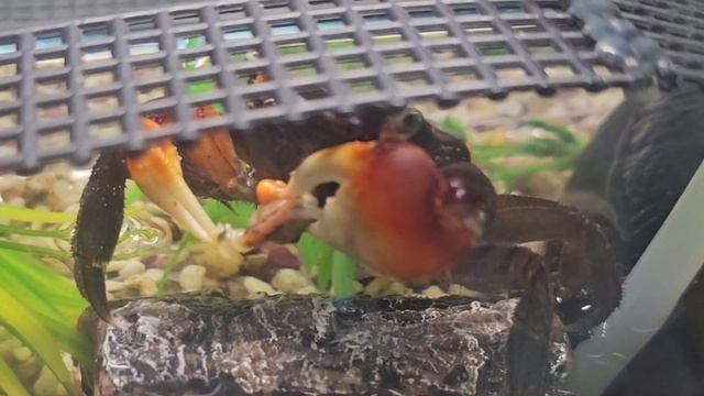 feeding crabs baby frog смотреть онлайн