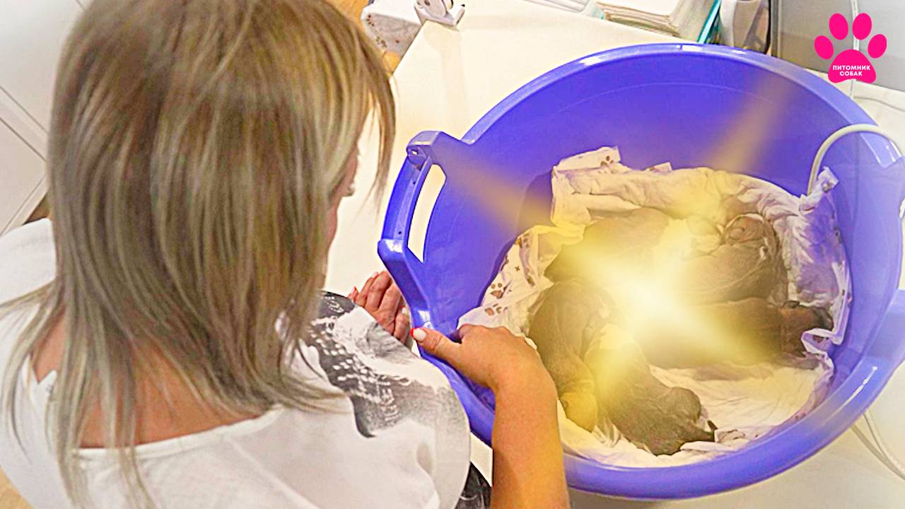 Щенки появились на свет! Мама щенков вся дрожит. смотреть онлайн