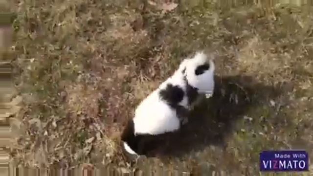 Японский хин.🎎Прогулка🌸 смотреть онлайн