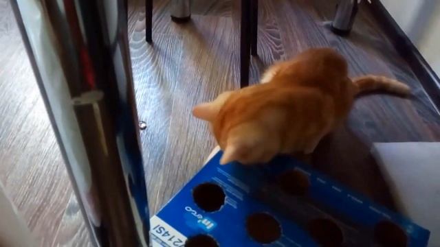 Игрушка для кота своими руками / ЛАПЫ в ДЫРКИ :) / DIY Cat Toy